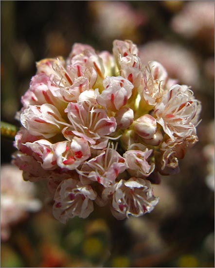 sm 697 Nude Buckwheat.jpg - Nude Buckwheat (Eriogonum nudum): The flowers were light pink when young but  turned darker pink with age.